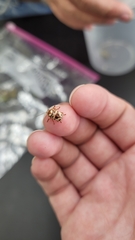 Cryptocephalus mutabilis