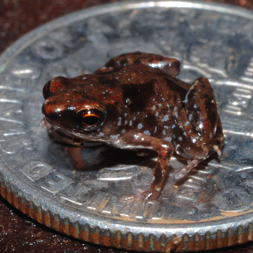New Guinea Amau Frog (Paedophryne amauensis)