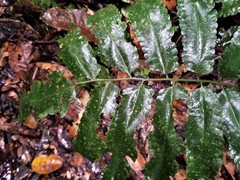 Cyathea ewanii