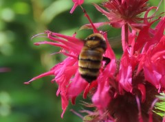 Bombus borealis