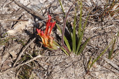 Babiana ringens australis