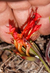 Babiana ringens australis