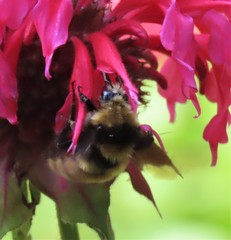 Bombus borealis