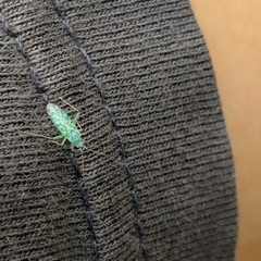 Malacocoris chlorizans