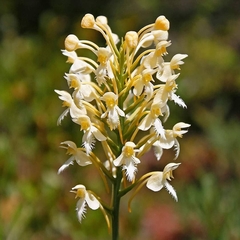 Platanthera × bicolor