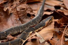 Nerodia fasciata