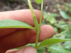 Oenothera subterminalis