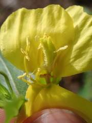 Oenothera subterminalis