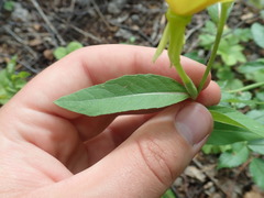 Oenothera subterminalis