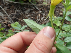 Oenothera subterminalis