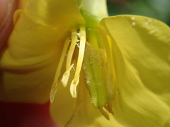 Oenothera subterminalis