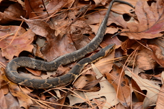 Nerodia fasciata