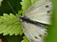 Pieris mannii