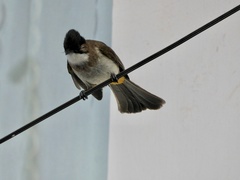 Pycnonotus xanthorrhous