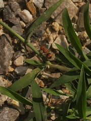 Pseudomethoca oceola