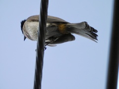 Pycnonotus xanthorrhous