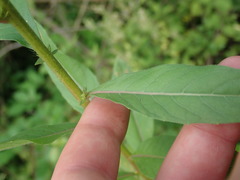 Oenothera subterminalis