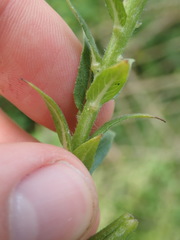 Oenothera subterminalis