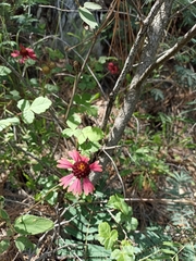 Gaillardia mexicana