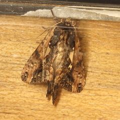 Helotropha reniformis