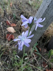 Cichorium intybus