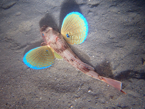 Rode poon (Chelidonichthys lucerna) — Triglidae — 2