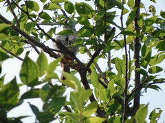 Pycnonotus aurigaster