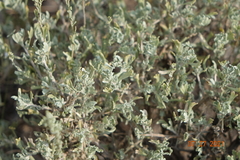 Artemisia arbuscula