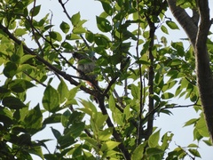 Pycnonotus aurigaster