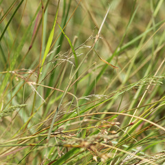 Schizocephala bicornis