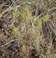 Cordylanthus ramosus