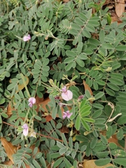 Indigofera miniata