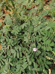 Indigofera miniata