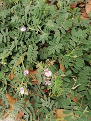 Indigofera miniata