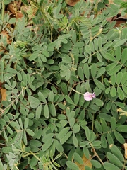 Indigofera miniata