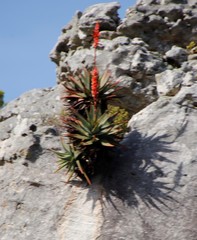 Aloe succotrina