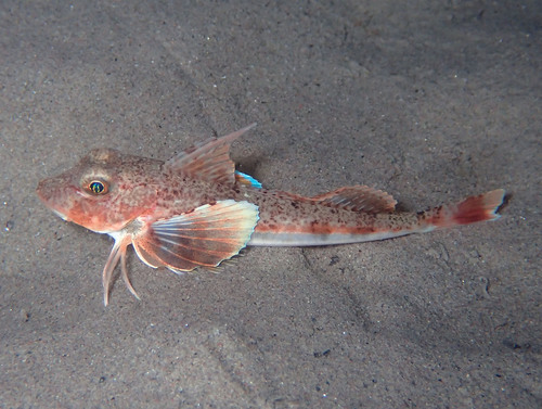 Representative image of Chelidonichthys obscurus