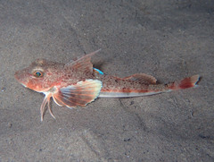 Chelidonichthys obscurus