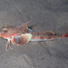 Longfin Gurnard - Photo (c) Sylvain Le Bris, some rights reserved (CC BY-NC), uploaded by Sylvain Le Bris