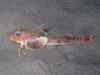 Longfin Gurnard - Photo (c) Sylvain Le Bris, some rights reserved (CC BY-NC), uploaded by Sylvain Le Bris