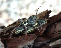 Neoclytus conjunctus