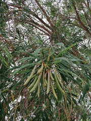 Astianthus viminalis