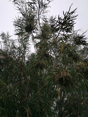 Astianthus viminalis