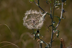 Tragopogon ucrainicus