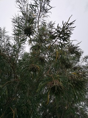 Astianthus viminalis