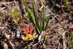 Babiana ringens australis