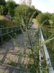 Artemisia vulgaris