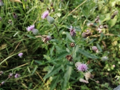 Cirsium arvense