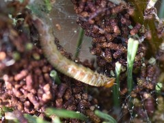 Acantholyda hieroglyphica