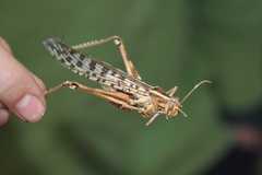 Schistocerca gregaria flaviventris